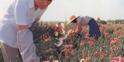 东至县民国时期方志县志下载介绍